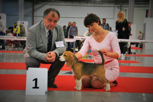 kielce - bis minor puppy 4